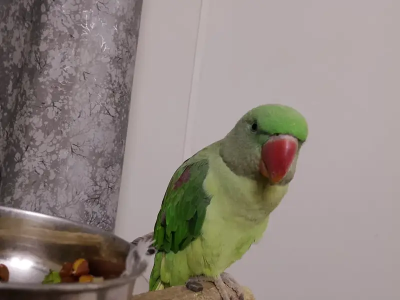 Hand-Tamed Alexandrine (Raw / Kashmiri) Parrot Pair - 1.5 Years Old — photo 3