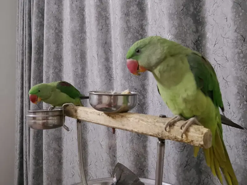 Hand-Tamed Alexandrine (Raw / Kashmiri) Parrot Pair - 1.5 Years Old — photo 4