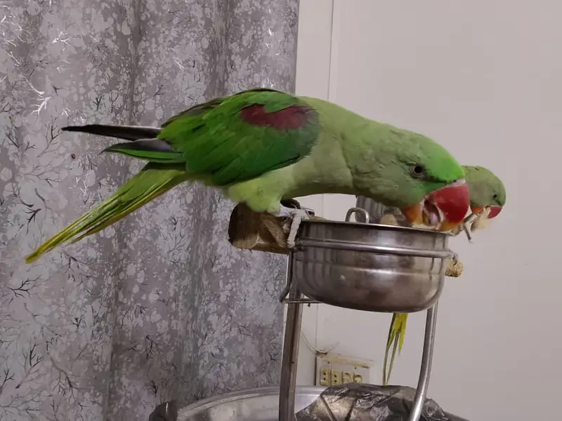 Hand-Tamed Alexandrine (Raw / Kashmiri) Parrot Pair - 1.5 Years Old — photo 5