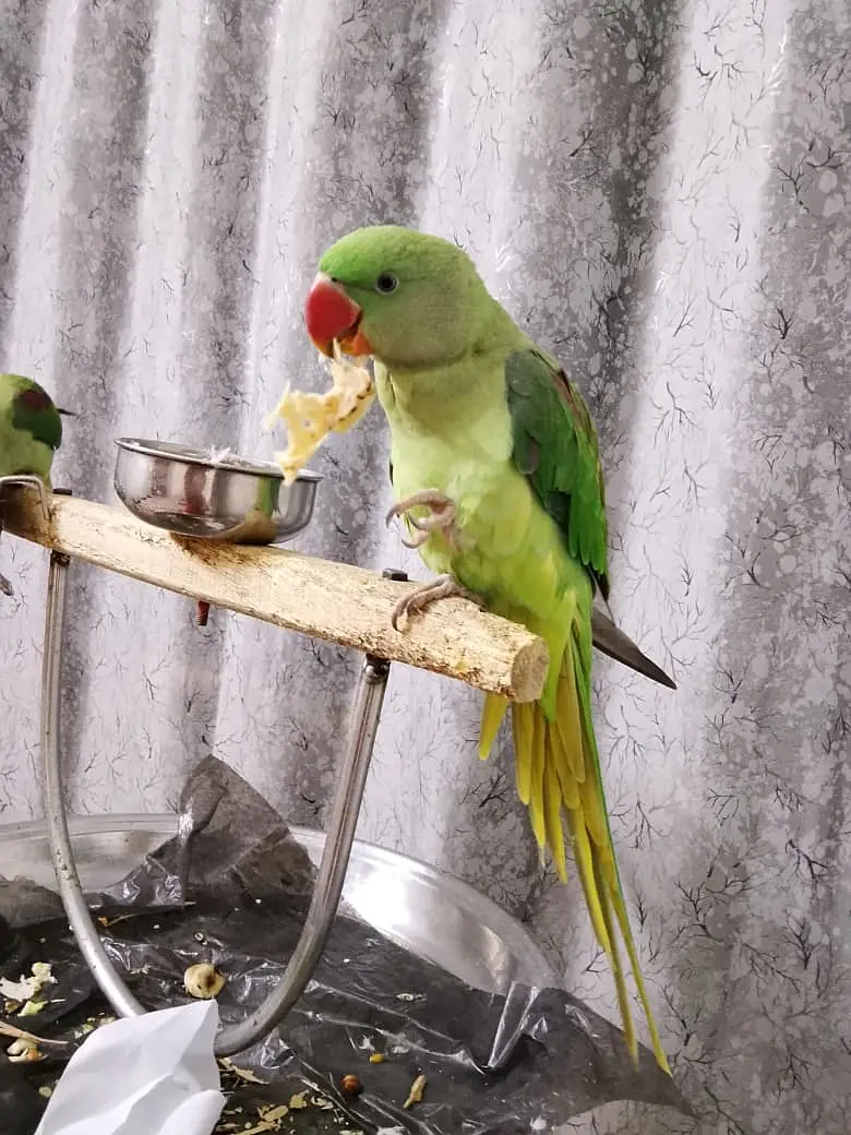 Hand-Tamed Alexandrine (Raw / Kashmiri) Parrot Pair - 1.5 Years Old — photo 6
