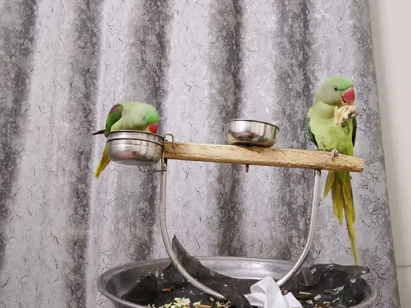 Hand-Tamed Alexandrine (Raw / Kashmiri) Parrot Pair - 1.5 Years Old — photo 7