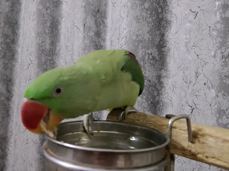 Hand-Tamed Alexandrine (Raw / Kashmiri) Parrot Pair - 1.5 Years Old — photo 8