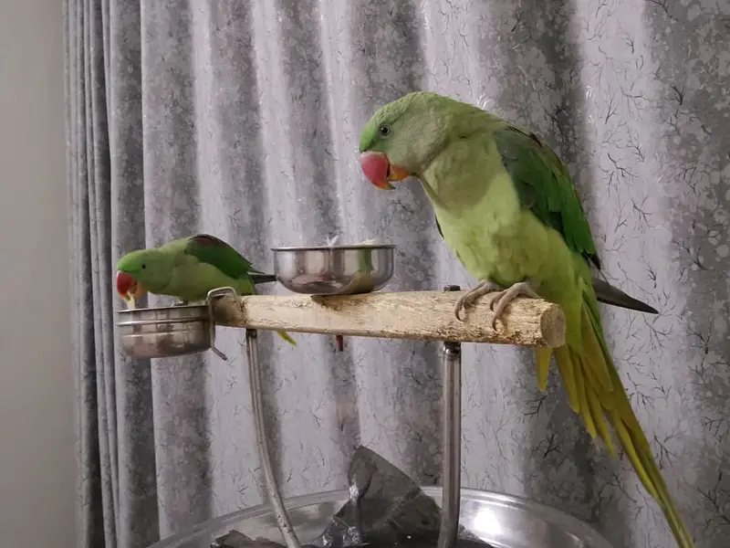 Hand-Tamed Alexandrine (Raw / Kashmiri) Parrot Pair - 1.5 Years Old — photo 9