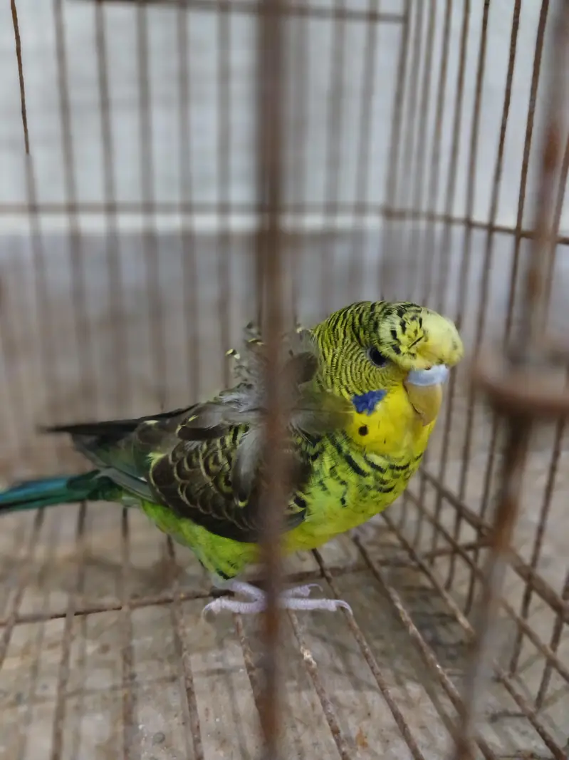 blackwing hogoromo — photo 6