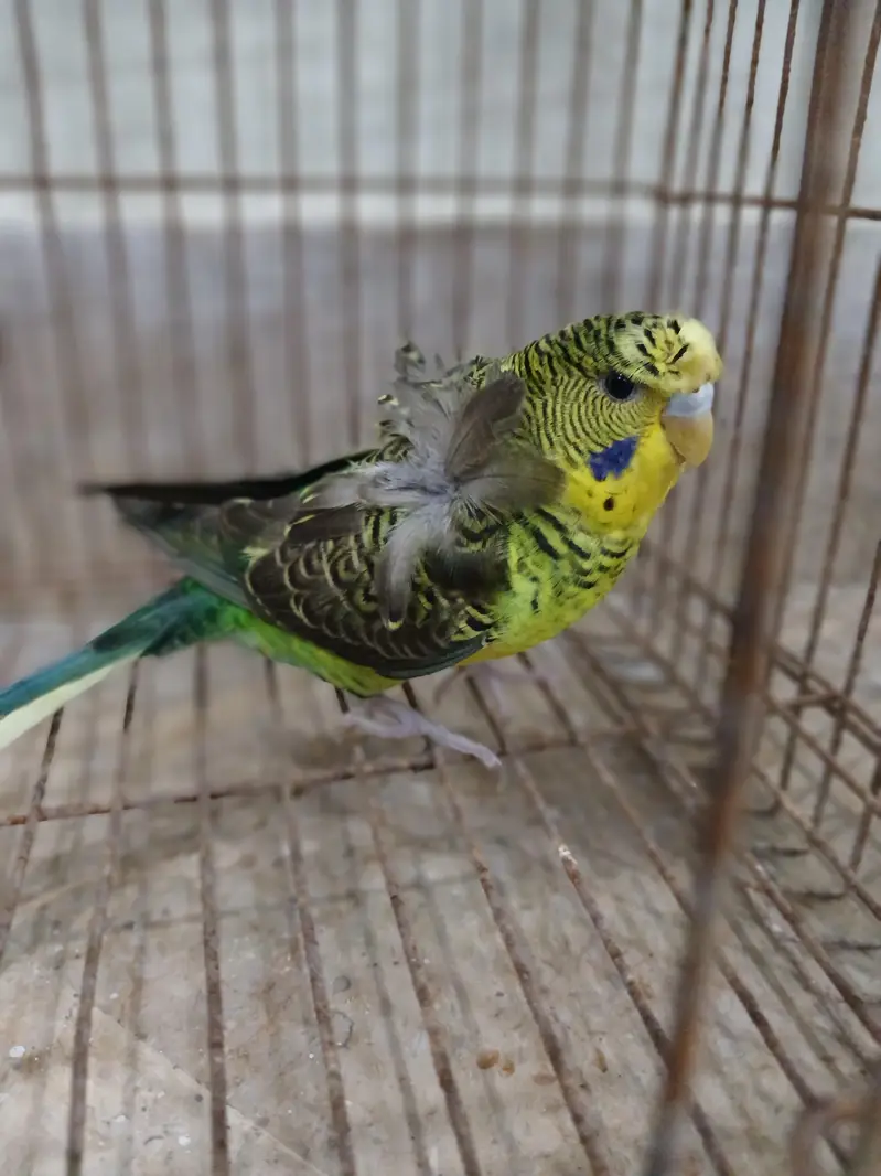 blackwing hogoromo — photo 10