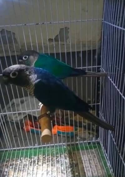 Voilet df conour breeder male and breeder pair blue