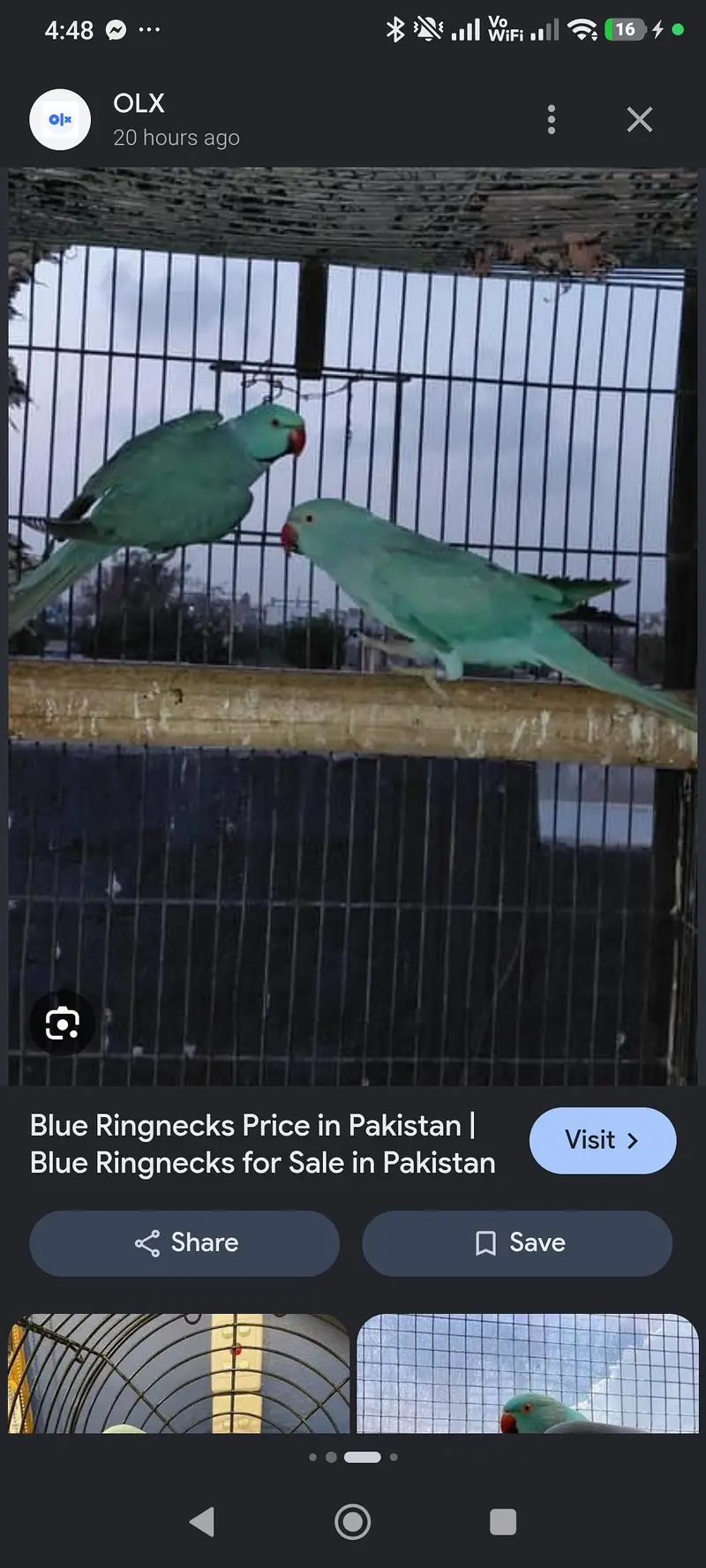 Voilet df conour breeder male and breeder pair blue — photo 2