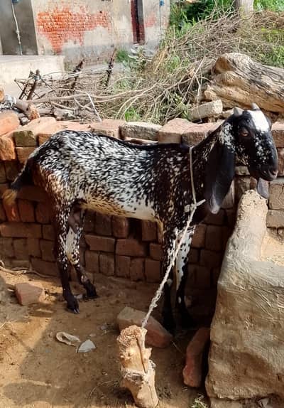 Goat for sale