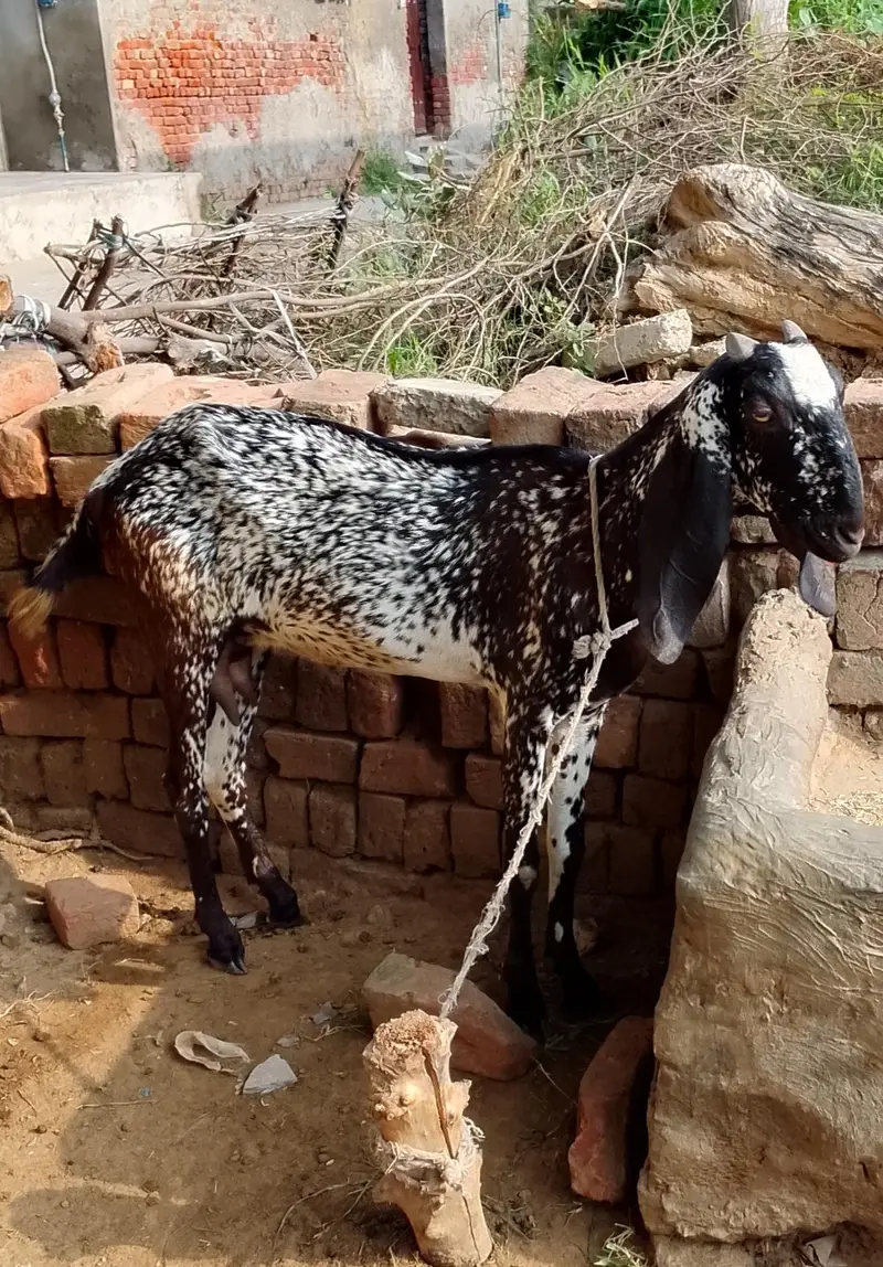 Goat for sale