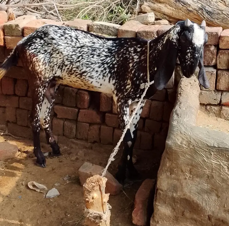 Goat for sale — photo 2