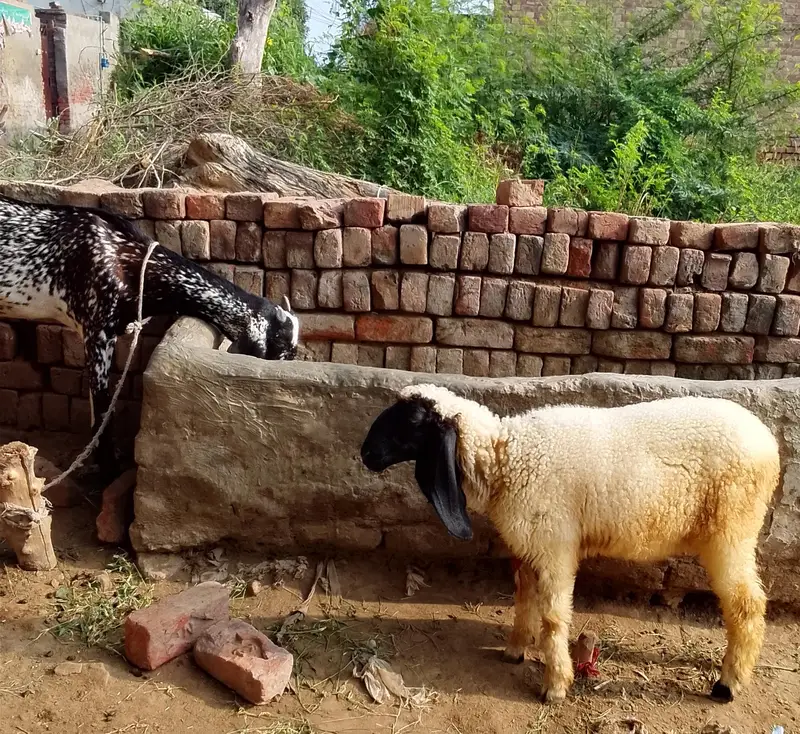 Goat for sale — photo 3