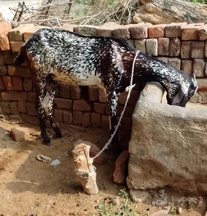 Goat for sale — photo 4