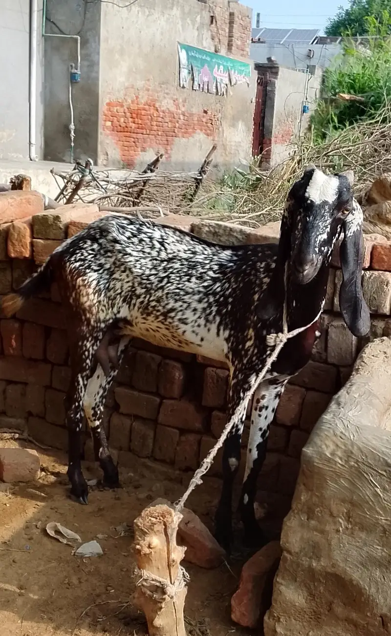 Goat for sale — photo 5
