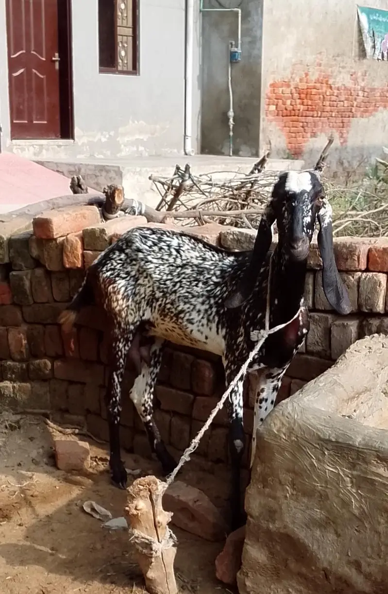 Goat for sale — photo 6