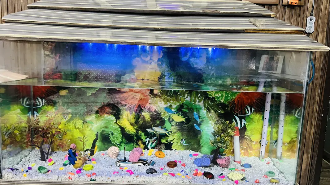 Fish aquarium for sell — photo 3