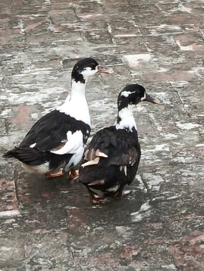 Desi Duck for sale