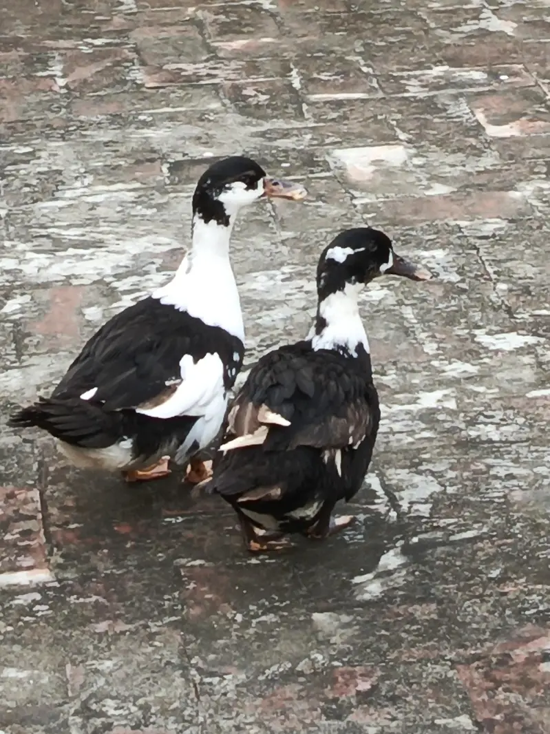 Desi Duck for sale