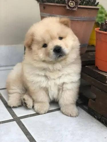 IMPORTED CHOW CHOW PUPPIES ARE AVAILABLE FOR SALE