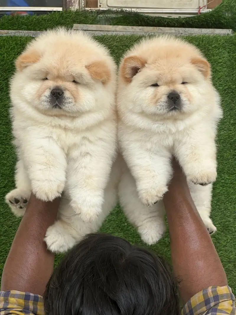 IMPORTED CHOW CHOW PUPPIES ARE AVAILABLE FOR SALE — photo 2