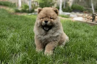 IMPORTED CHOW CHOW PUPPIES ARE AVAILABLE FOR SALE — photo 3