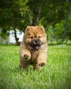 IMPORTED CHOW CHOW PUPPIES ARE AVAILABLE FOR SALE — photo 4