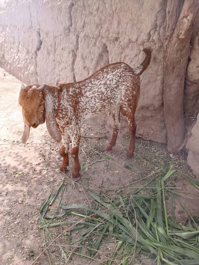 desi Bakra for sale
