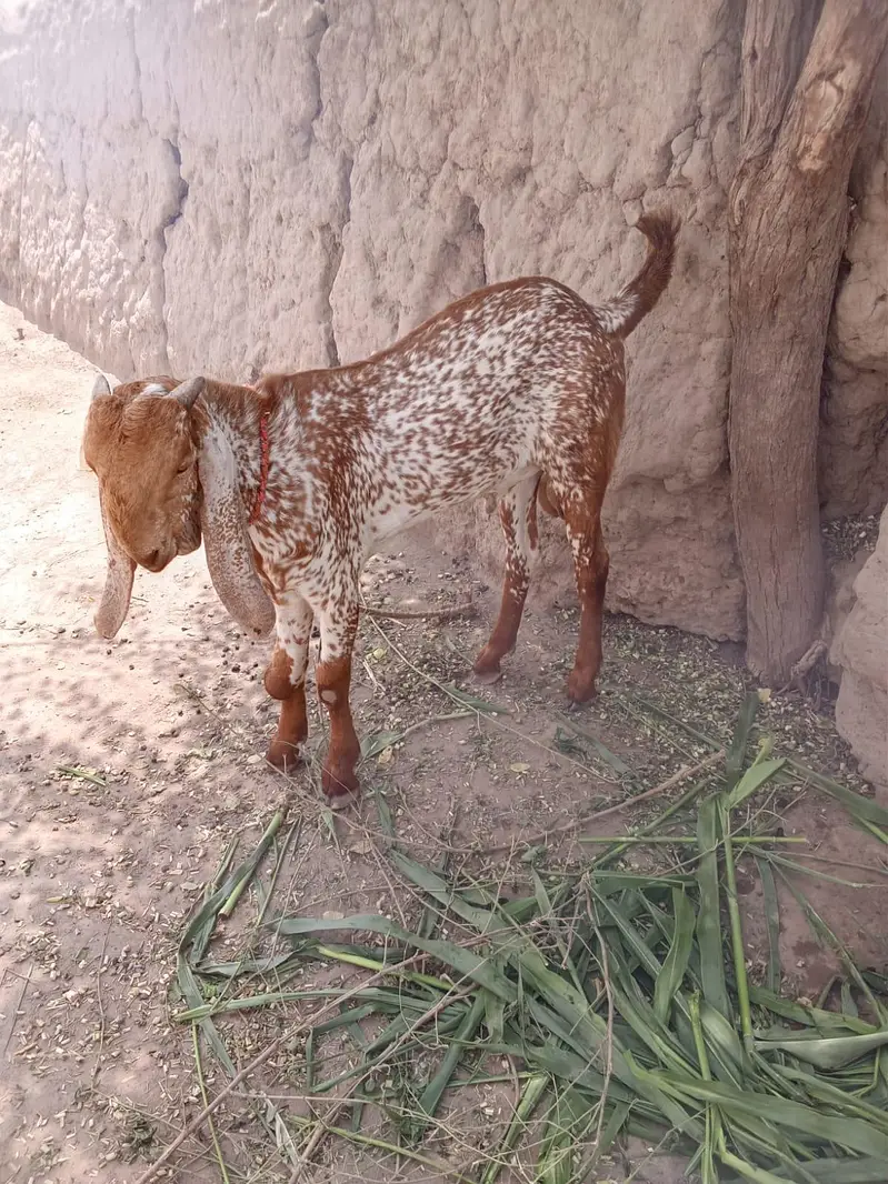 desi Bakra for sale