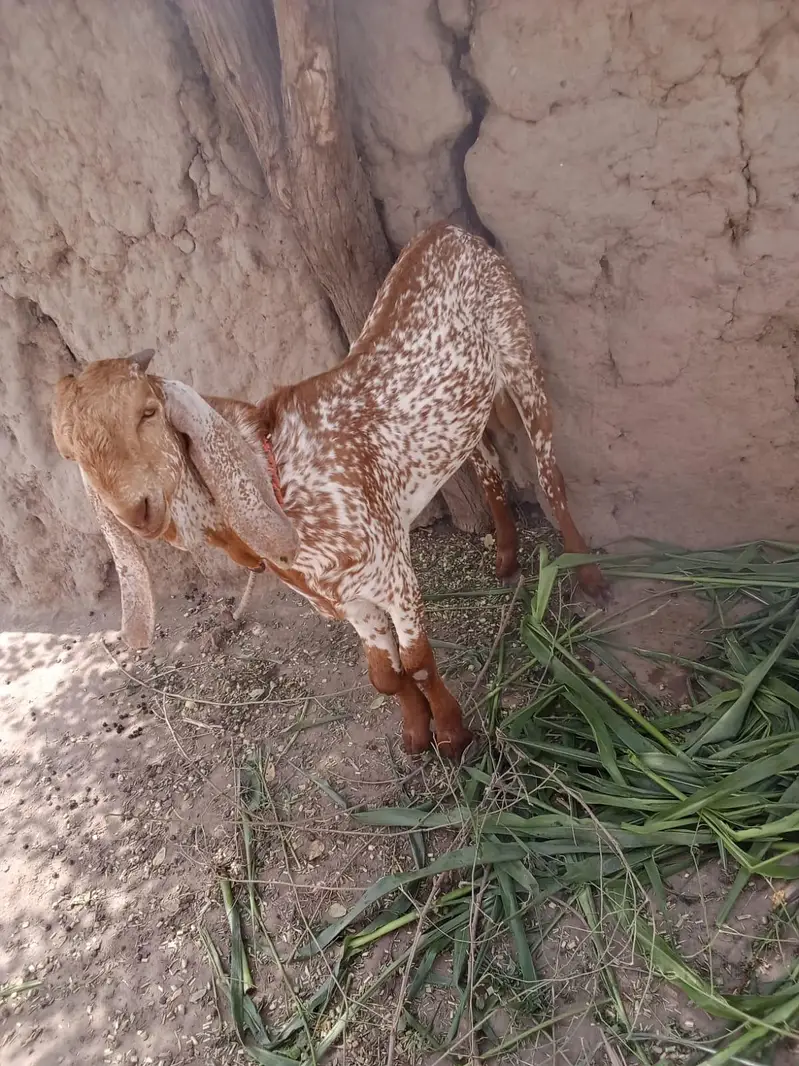 desi Bakra for sale — photo 2