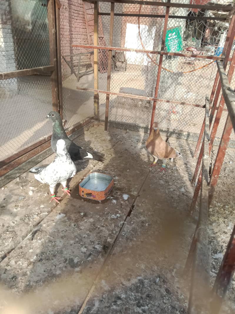 pigeon 1