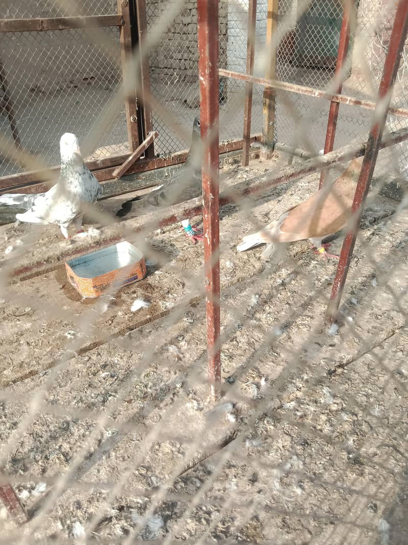 pigeon 2