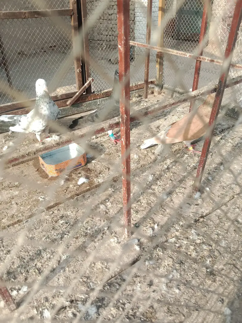 pigeon — photo 3