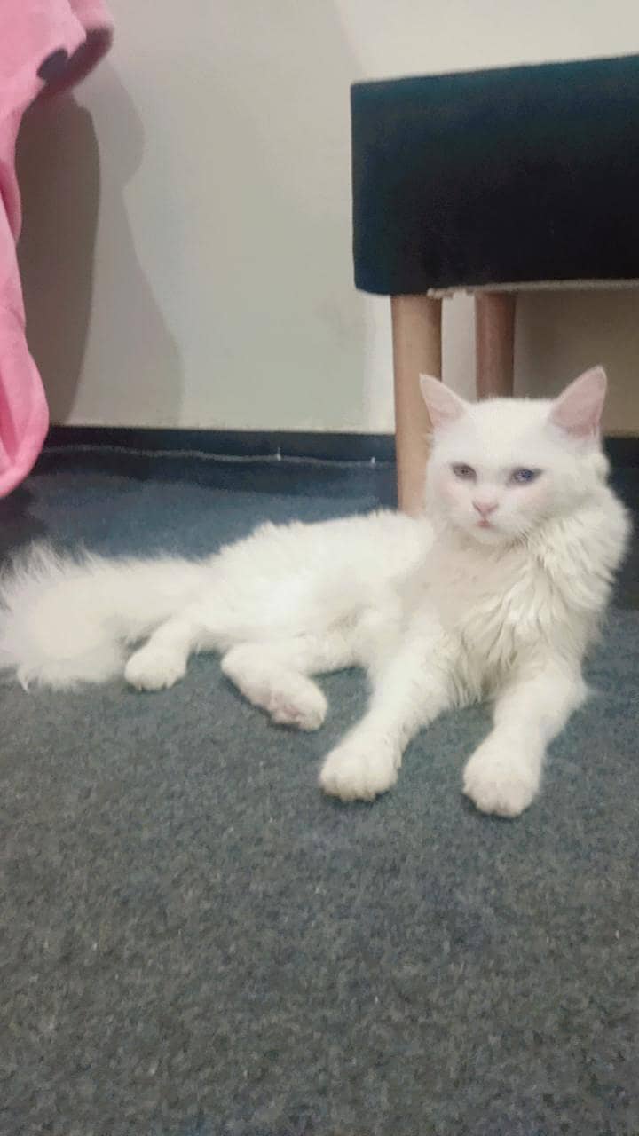 pershion cat 0