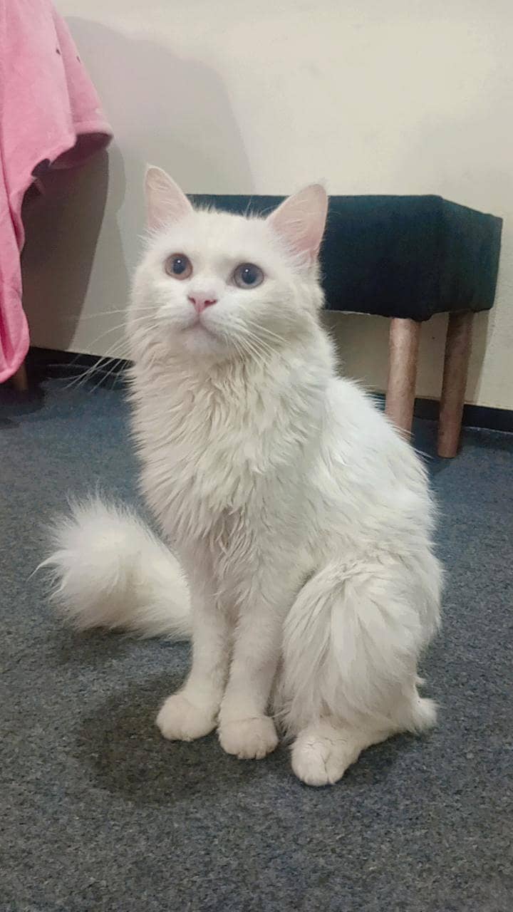 pershion cat 1