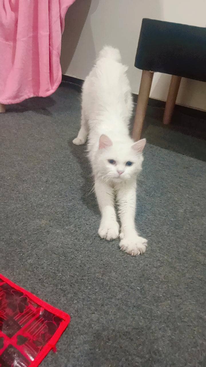 pershion cat 2