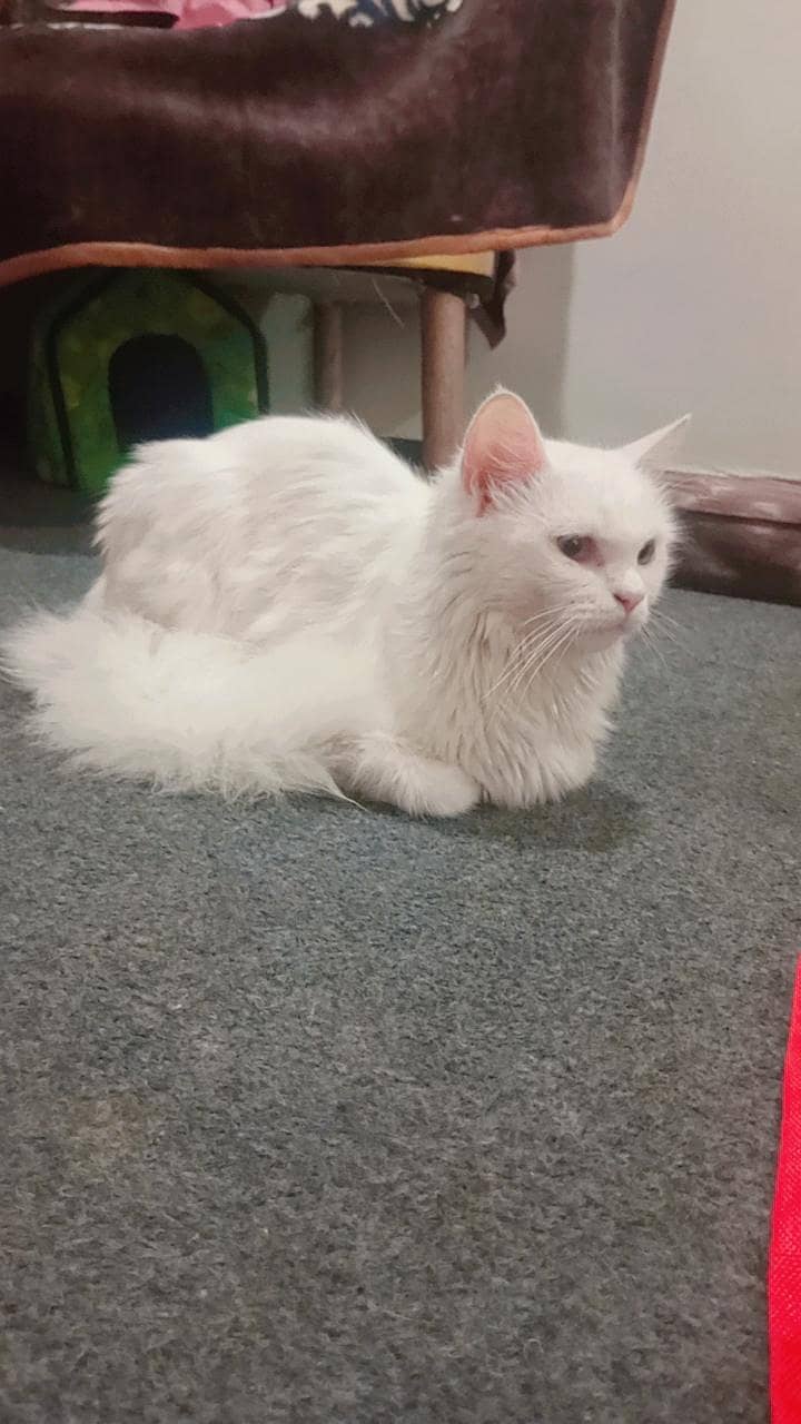pershion cat 3