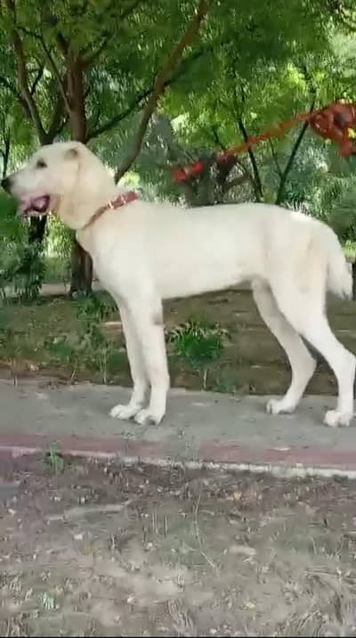 IMPORTED ALABAI MALE PUPP AVAILABLE FOR SALE