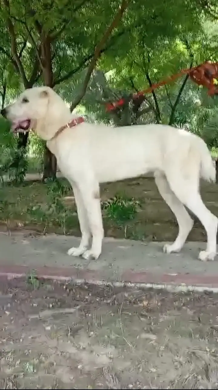 IMPORTED ALABAI MALE PUPP AVAILABLE FOR SALE