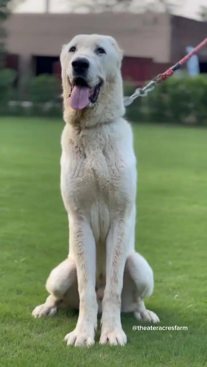 IMPORTED ALABAI MALE PUPP AVAILABLE FOR SALE — photo 3