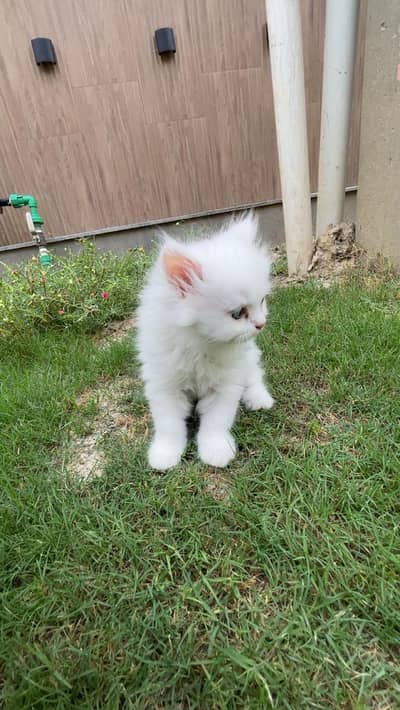 SELLING White Persian kittens| For sale|