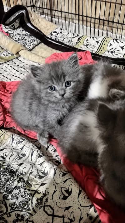 kitten