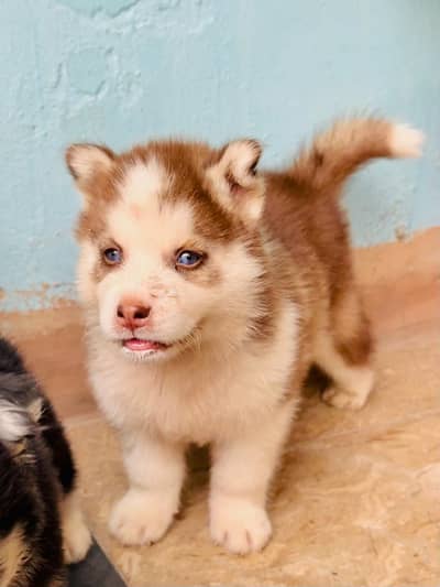 Siberian husky