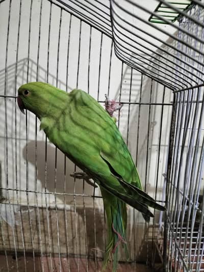 2 Sunconure 1 mithhu and fishes