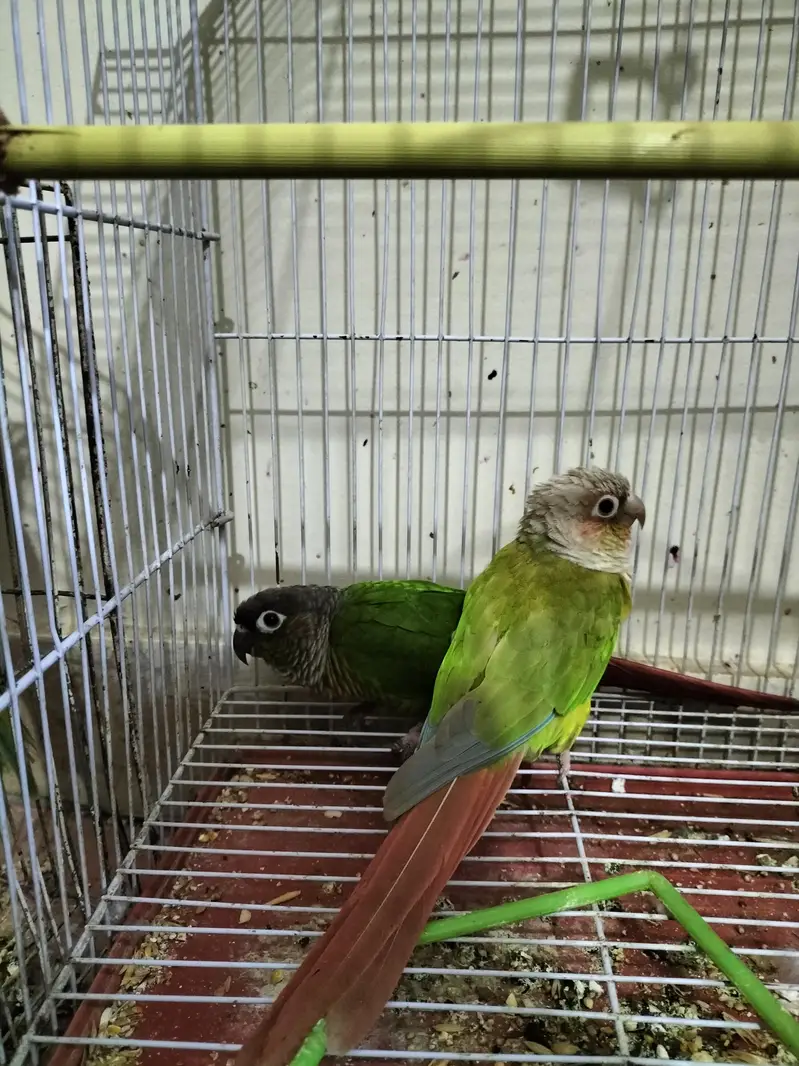 2 Sunconure 1 mithhu and fishes — photo 2