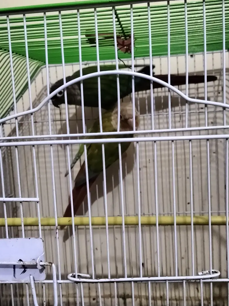 2 Sunconure 1 mithhu and fishes — photo 3