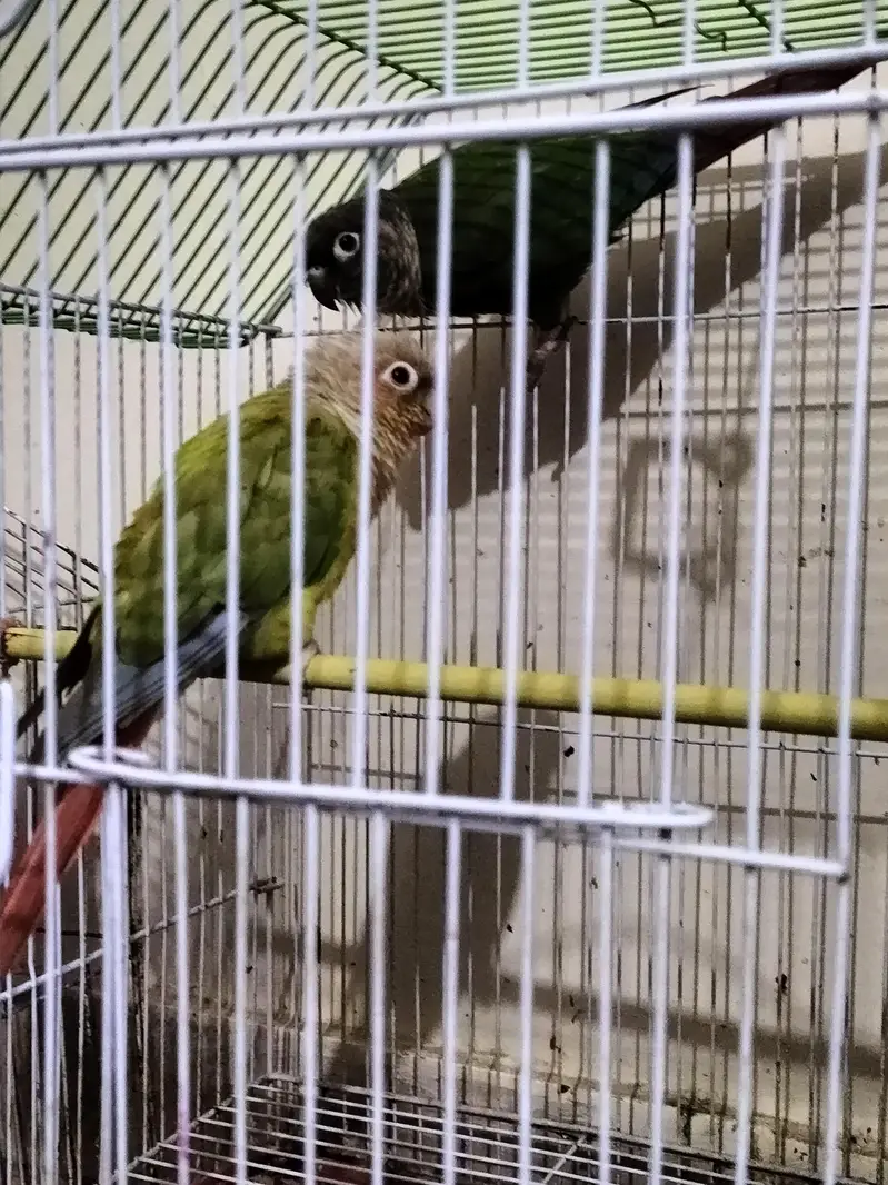 2 Sunconure 1 mithhu and fishes — photo 4