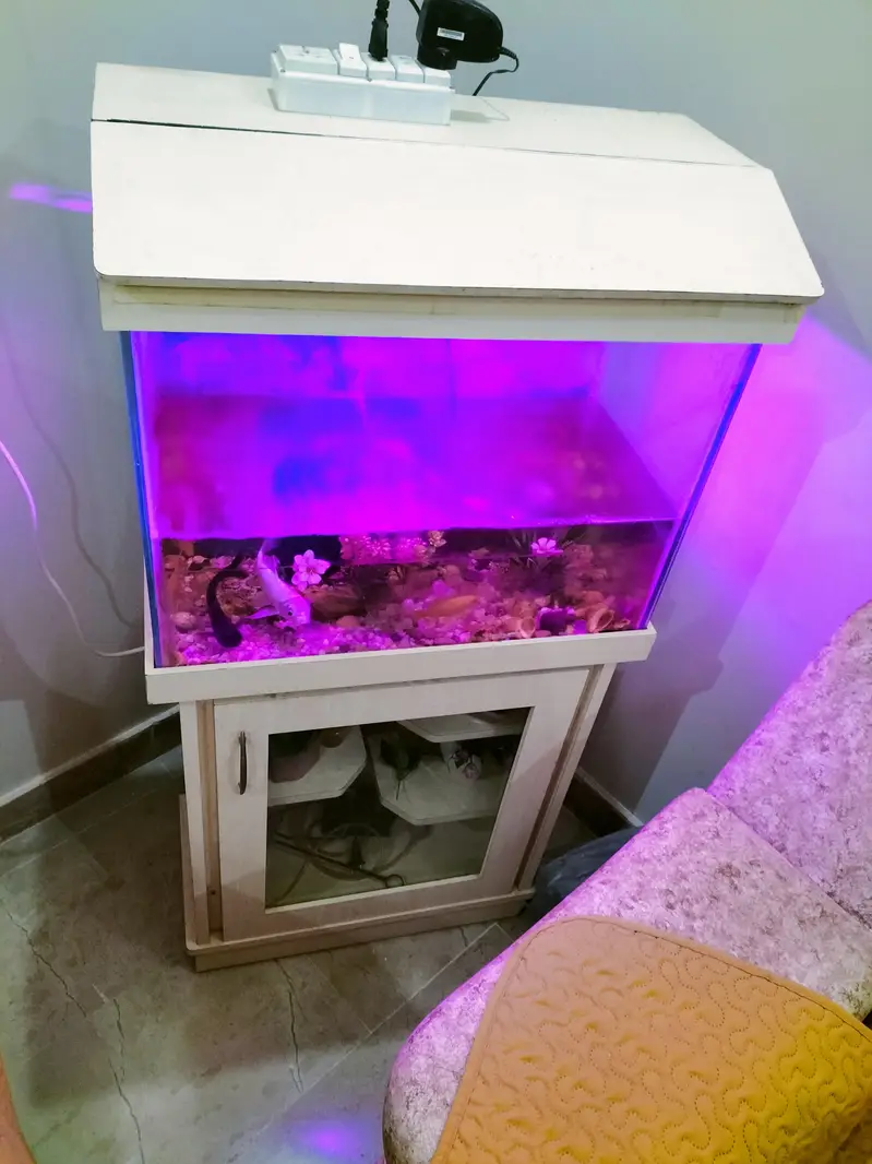 2 Sunconure 1 mithhu and fishes — photo 5