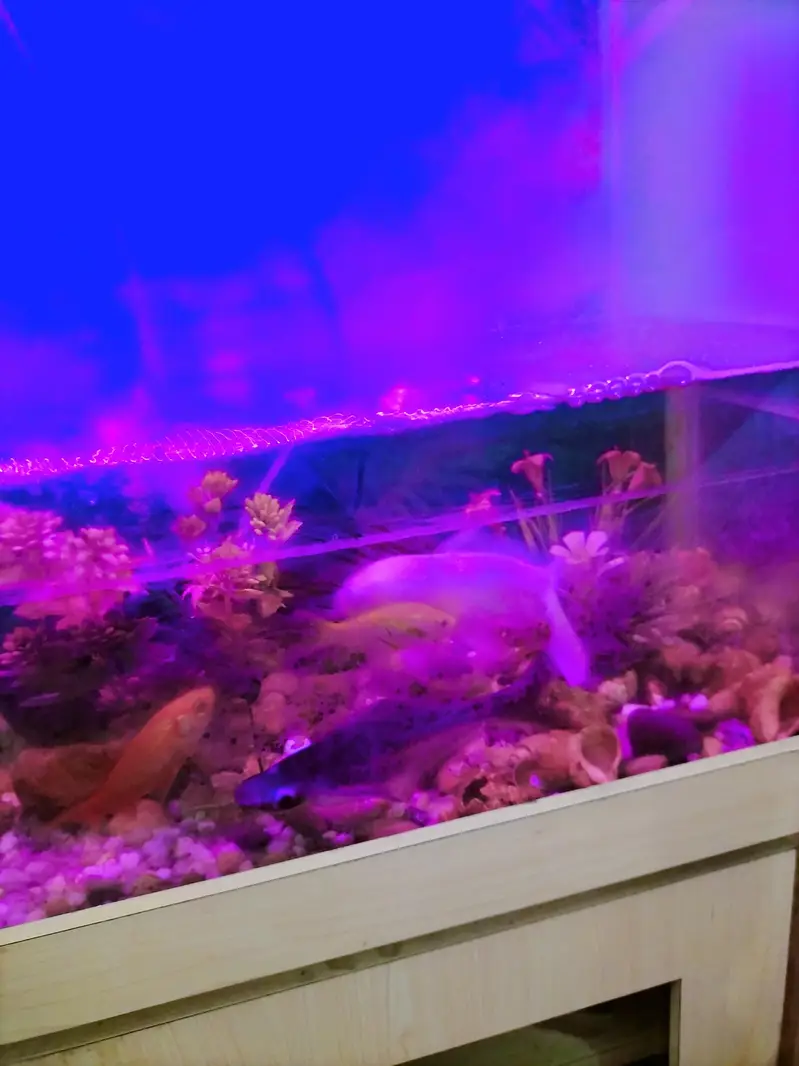 2 Sunconure 1 mithhu and fishes — photo 6