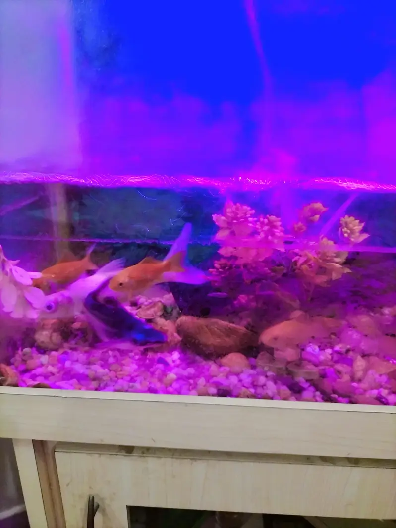 2 Sunconure 1 mithhu and fishes — photo 7