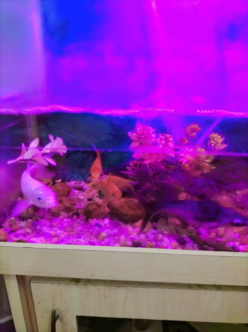 2 Sunconure 1 mithhu and fishes — photo 8