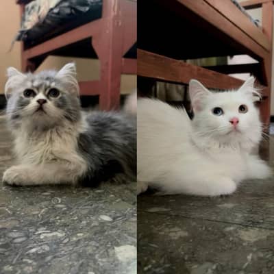 Persian Female Mother and Kitten ( FOR SALE )